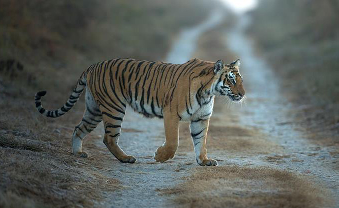 Indian Tiger