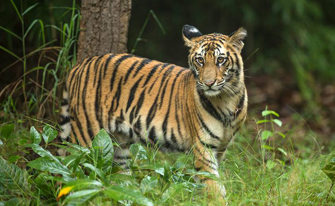 Indian Tiger
