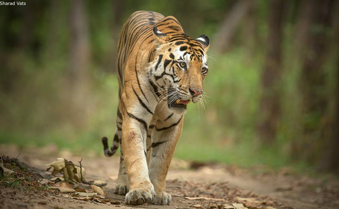 Indian Tiger