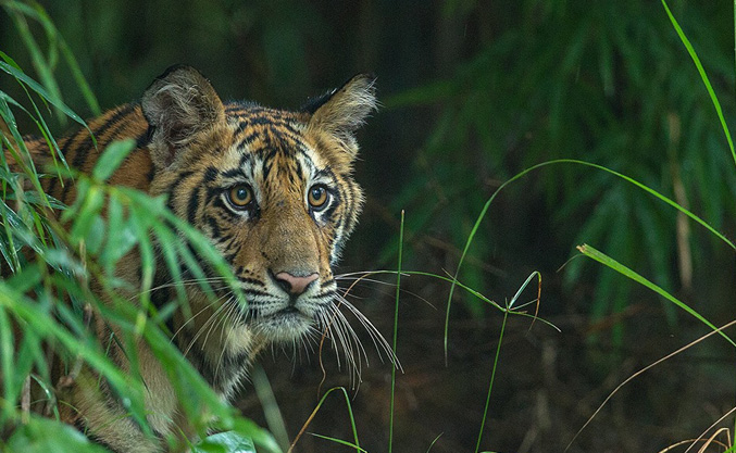 Indian Tiger