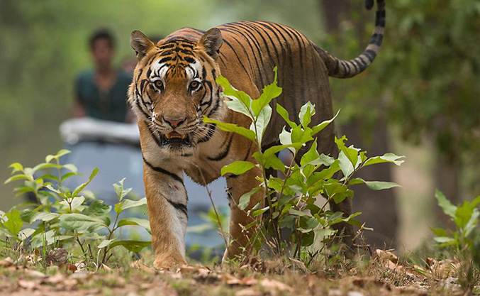 Indian Tiger