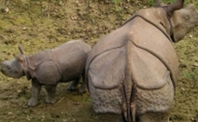 Indian Tiger