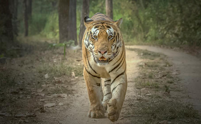 Indian Tiger