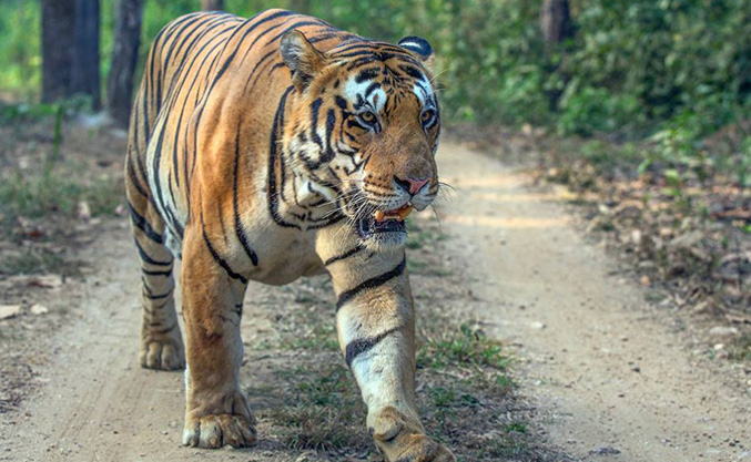 Indian Tiger